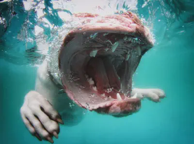 Pyro goes for croc
